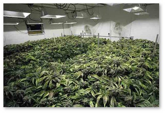 novichkam-o-cvetenii-konopli