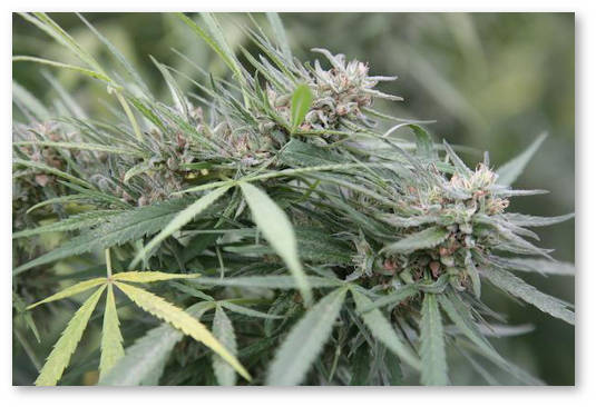 pochemu-semena-poyavlyayutsya-v-shishkah