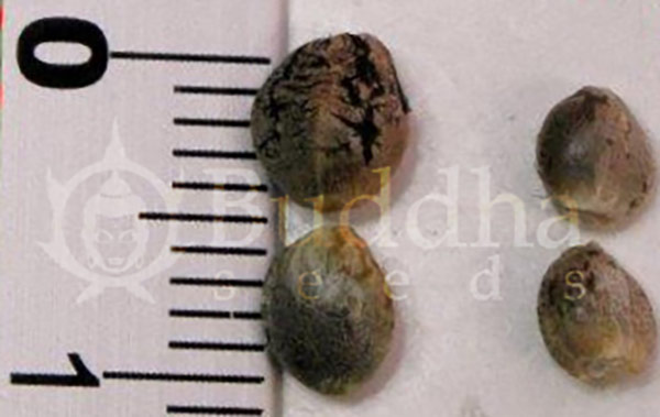 semena-tetraploidnoj-konopli