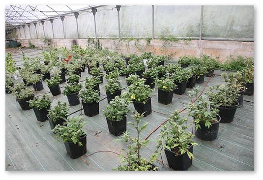 avtocvetushchie-semena