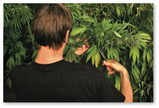 defoliaciya-obryvanie-listev