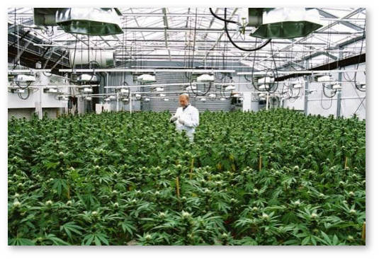 globalnaya-komissiya-po-narkopolitike