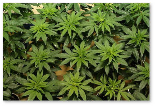 kak-podkarmlivat-konoplyu-po-listu