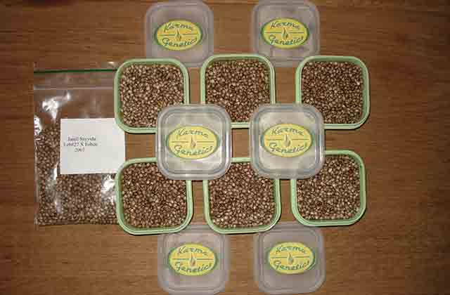 kak-prorastit-semena-konopli