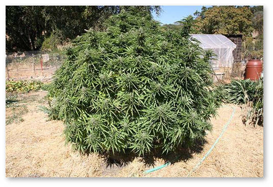 kakoj-zemlej-zapolnit-yamu