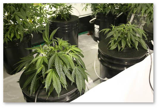 kislorod-kornyam-v-gidroponike