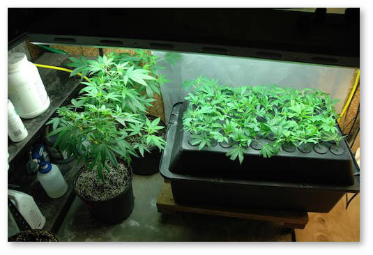 klonirovanie-ili-semena