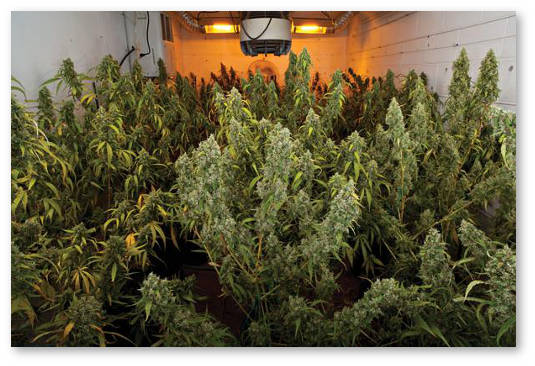 konoplya-na-organike