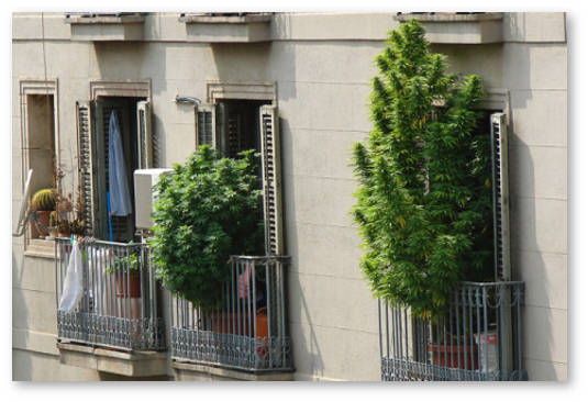 legalnaya-marihuana-v-barselone