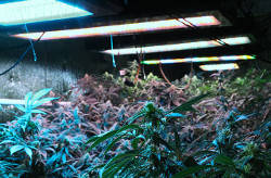 luchshij-proizvoditel-led