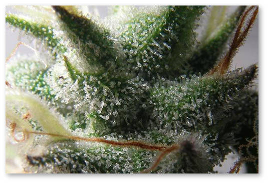 metod-vyrashchivaniya-dlya-novichkov