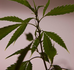 muzhskaya-ili-zhenskaya-konoplya