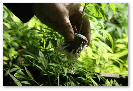 nado-li-zaranee-prorashchivat-semena-pered-vysadkoj