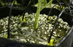 novichkam-o-gidroponike-2