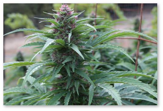 novichkam-o-vyrashchivanii