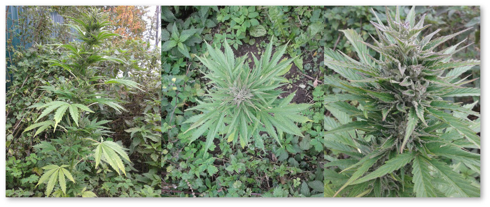 peresadka-bez-stressa