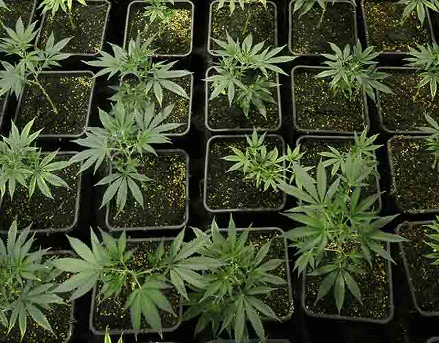 predvaritelnoe-prorashchivanie-semyan-konopli