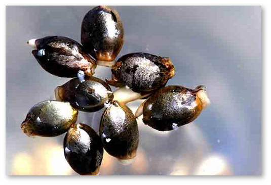 prorashchivanie-semyan-konopli-temperatura