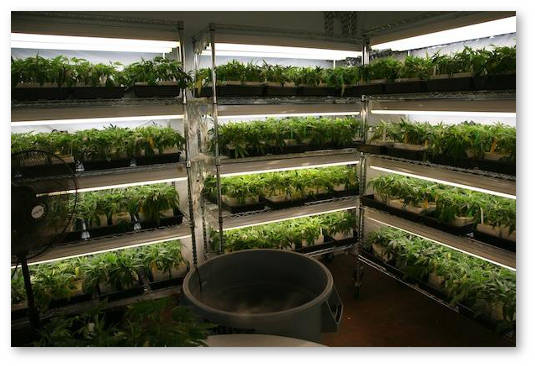 sekret-uspeshnogo-klonirovaniya