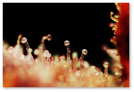 sushka-prolechka-i-terpeny