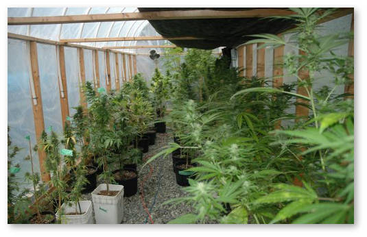 teplica-s-iskusstvennym-zatemneniem