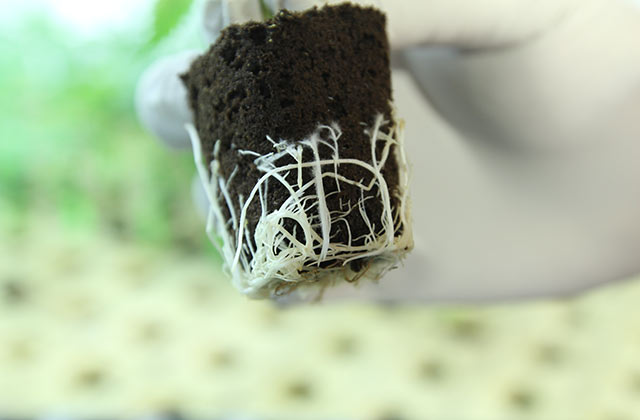 udobreniya-na-rastitelnoj-osnove