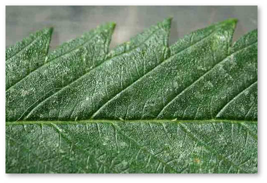 vrediteli-konopli-tripsy