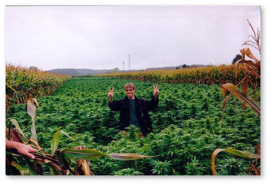 avtocvetushchaya-konoplya