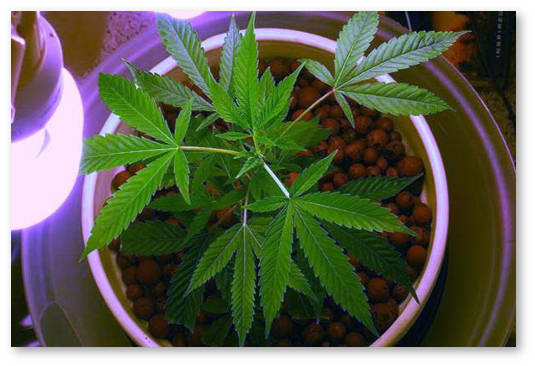 bolshoj-urozhaj-v-malenkom-bokse