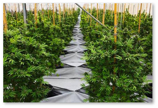 chto-luchshe-dnat-hps-ili-led