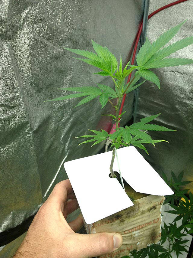 gidroponika-svoimi-rukami-14