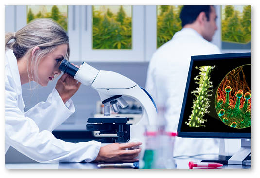 istoriya-medicinskoj-marihuany-1