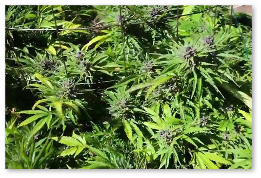 klony-s-cvetushchej-konopli