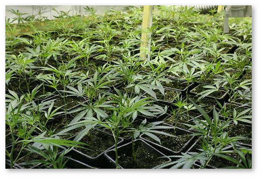 kogda-delat-pervuyu-peresadku-1