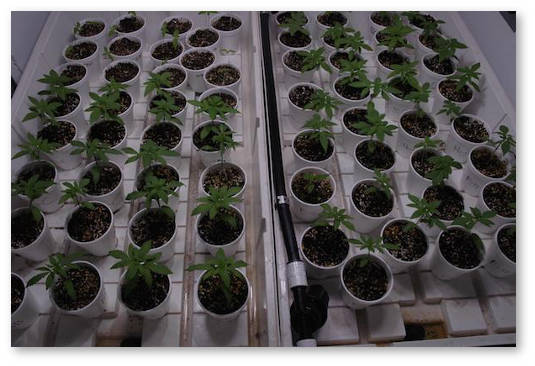 kogda-perevodit-na-cvet