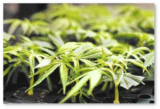 legalizaciya-marihuany-kaliforniya-ssha