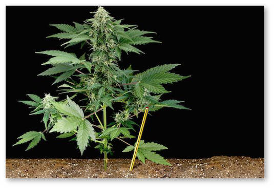 semena-dlya-otkrytogo-grunta-raznica