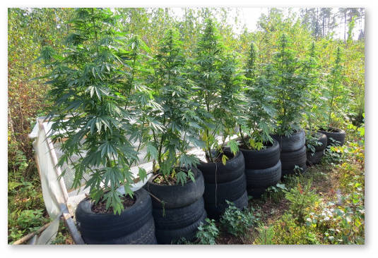 situaciya-s-marihuanoj-v-latvii