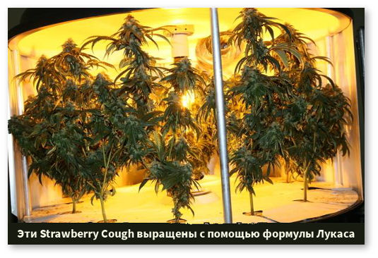 skolko-udobrenij-davat-konople