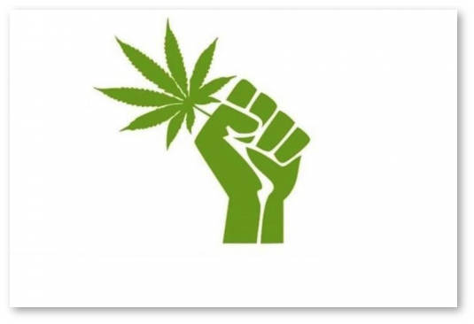 ssha-legalizaciya-marihuany