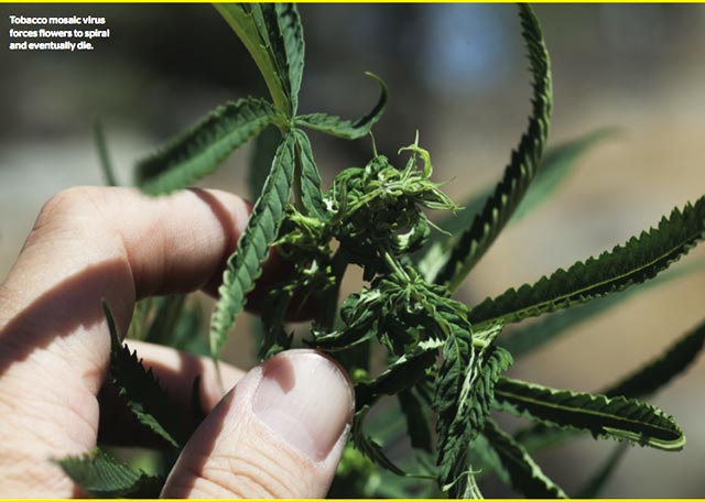 tabachnyj-mozaichnyj-virus