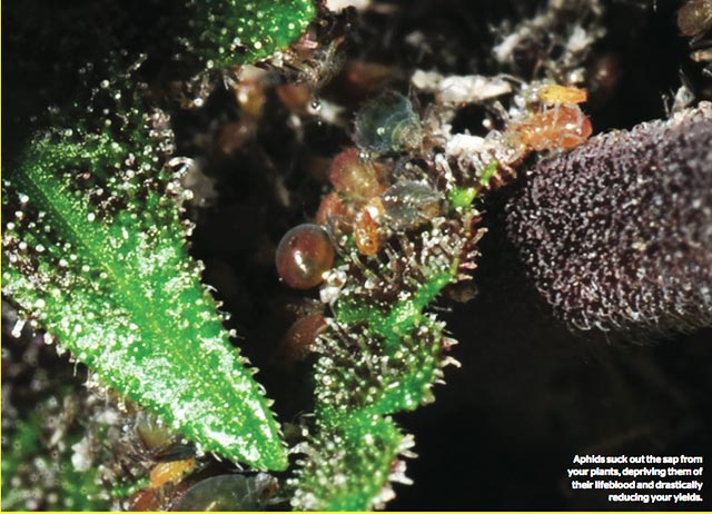 vredit-li-tlya-konople