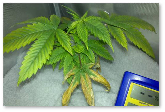 deficit-magniya-i-kalciya