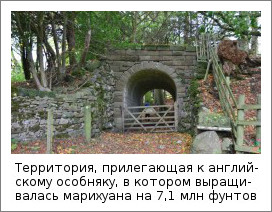 gde-vyrashchivayut-marihuanu-1