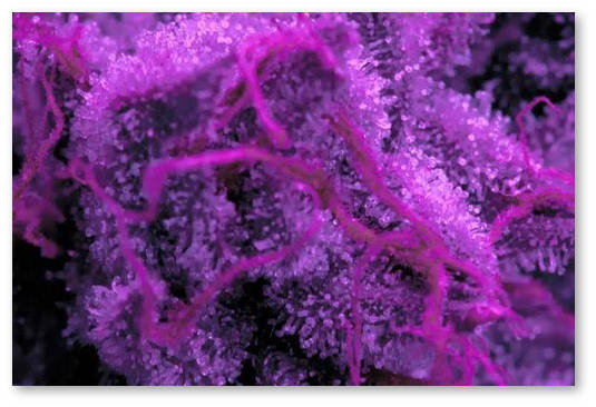 kak-povysist-trihomistost