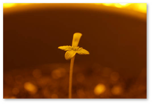 kak-prorastit-starye-semena-kannabisa