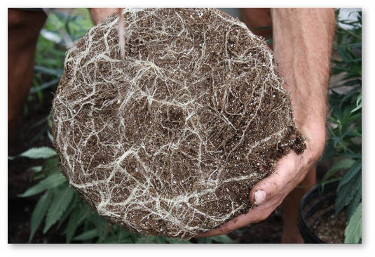 kak-ukrepit-kornevuyu-sistemu