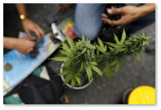 legalizaciya-medicinskoj-marihuany-v-kolumbii