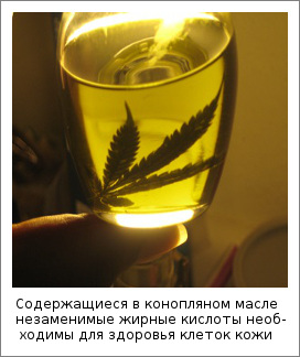 Содержащиеся в конопляном масле незаменимые жирные кислоты необходимы для здоровья клеток кожи