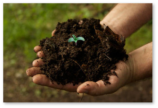 mify-o-vyrashchivanii-marihuany